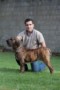 Matriz - Fila Brasileiro Tigrado - Canil Singular - Safira